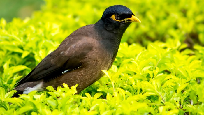 Common Myna - one of the most common sights in the city