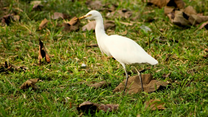 Cattle Egret - a graceful bird